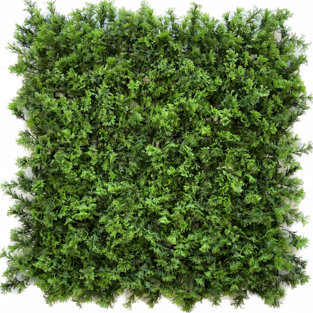 Thuja occidentalis